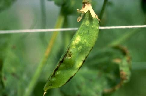 Ascochyta leaf spot symptoms on pea pod.