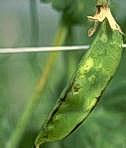 Blotches on pea pod