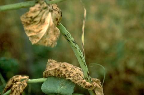 Ascochyta leaf spot symtpoms on sweet pea stem and foliage.