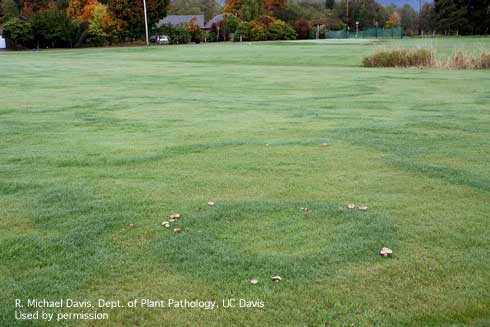 Fairy ring mushrooms around a circle of dark green turf.