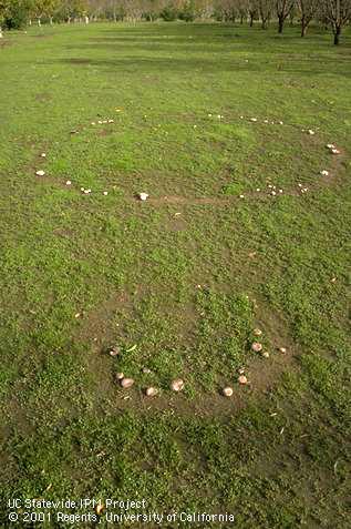 Fairy ring brown field mushrooms, <I>Agaricus cupreobrunneus,</I> fruiting in two circles in a field. 