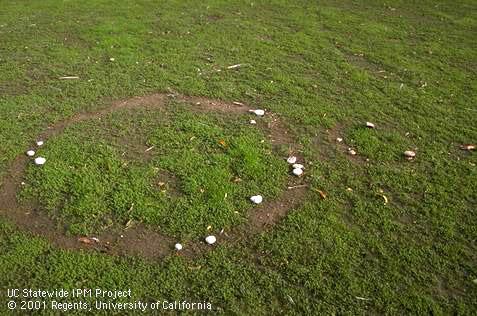 Fairy ring brown field mushrooms, <I>Agaricus cupreobrunneus,</I> fruiting in a circle in a field. 