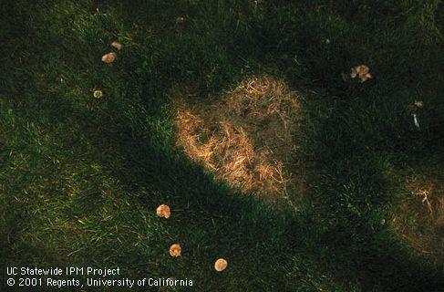 Fairy ring mushrooms around a circle of dark green turf with a dead center.