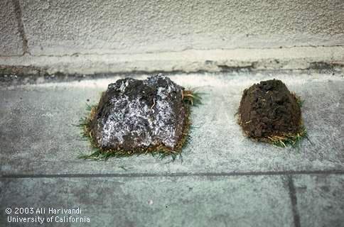 Thatch with <I>Agrocybe pediades</I> mycelia from the edge of a fairy ring (left) vs. thatch from the center of a fairy ring (right). 