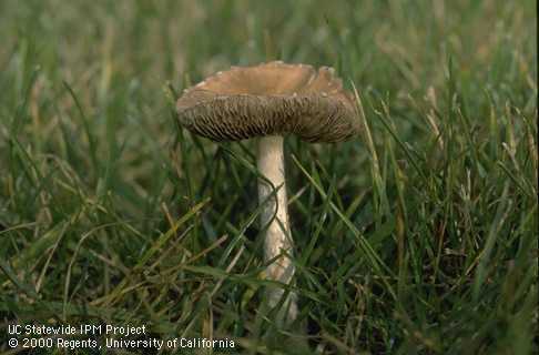 Fairy ring fungus mushroom.