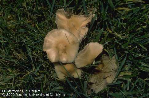 Fairy ring fungus mushroom in turf.