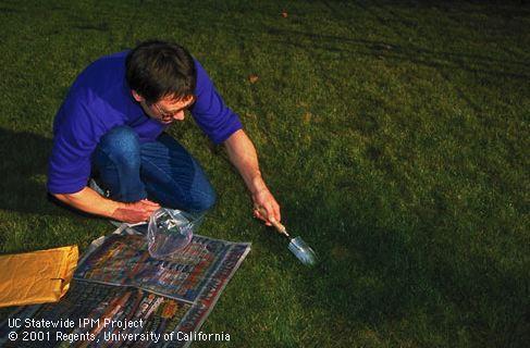 Taking samples from a fairy ring fungus infestation in a lawn.