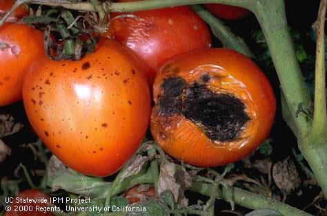 Fruit damaged by blackmold.