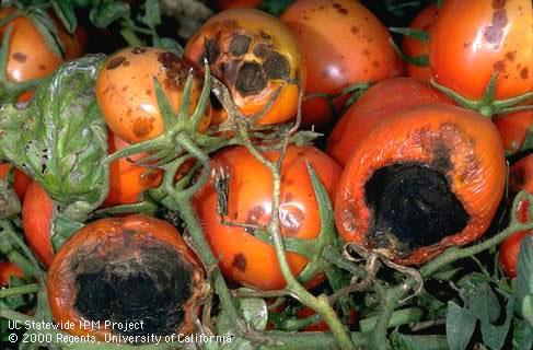 Fruit damaged by blackmold.