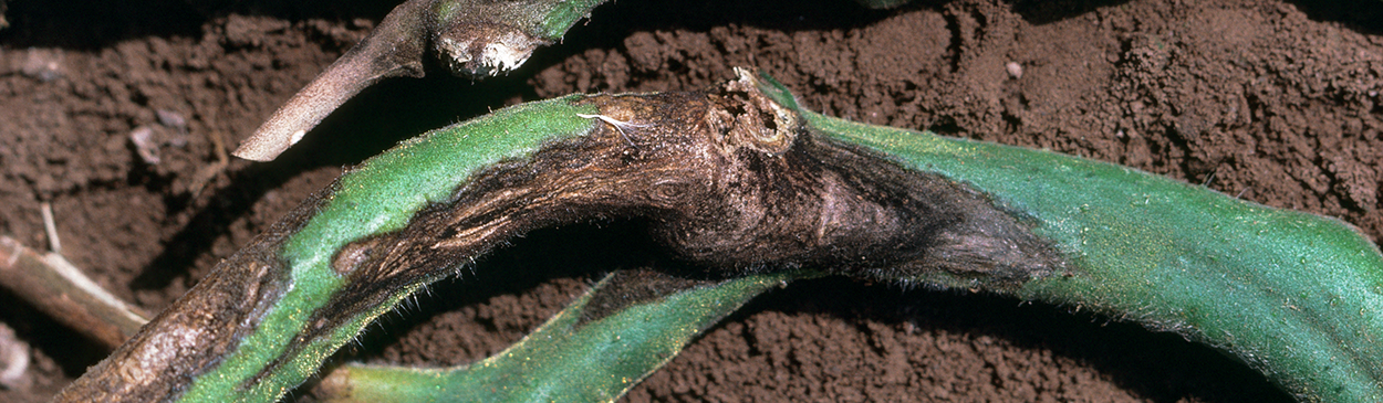 Alternaria stem cankers.