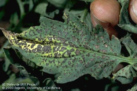 Foliage damaged by Alternaria stem canker.