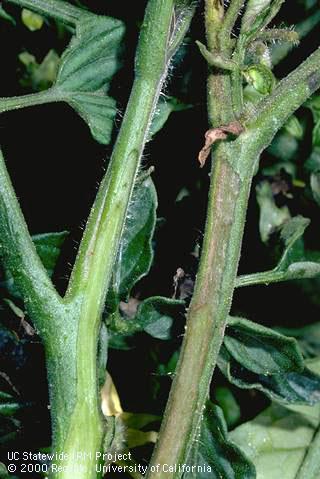 Branch/twig damaged by alfalfa mosaic.