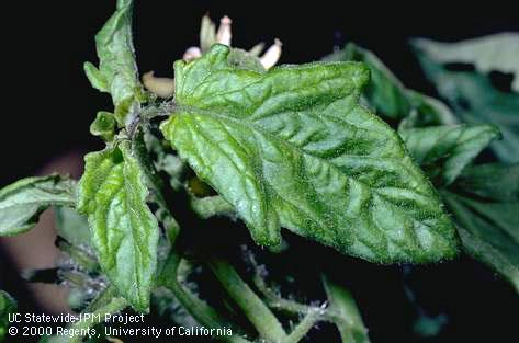 Foliage damaged by alfalfa mosaic.