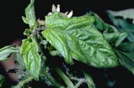 Alfalfa mosaic virus