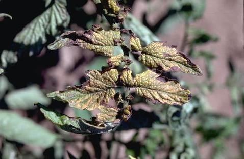 Foliage damaged by alfalfa mosaic.