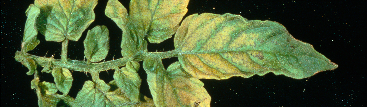 Foliage with bright yellow blotches due to Alfalfa mosaic virus.