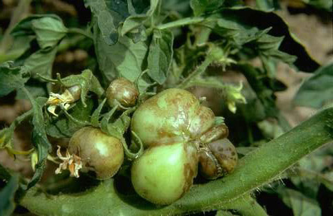 Fruit damaged by alfalfa mosaic.