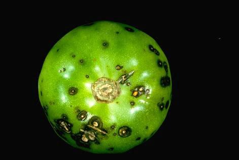 Fruit damaged by early blight.