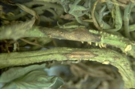 Foliage damaged by early blight.