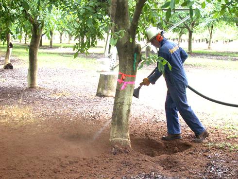 Using compressed air to remove soil away from the crown of a tree, in preparation for treating crown galls.