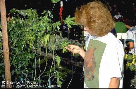 A customer at a plant nursery examining the variegated pattern on foliage of Chinese lantern infected with <i>Abutilon mosaic virus.</i>.