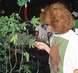 Virus-variegated abutilon for sale