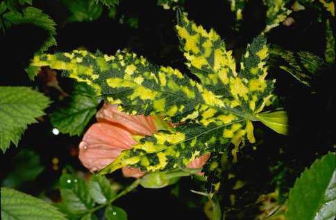 Yellow mottling of a Chinese lantern leaf infected with <i>Abutilon mosaic virus.</i>.