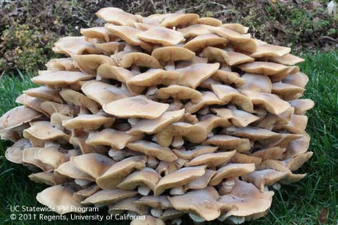 Fruiting bodies of oak root fungus, <i>Armillaria mellea.</i>.