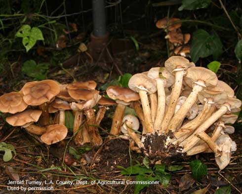 Armillaria mushrooms grow in clusters, have a ring (annulus) around their stem, and are tan to honey colored.