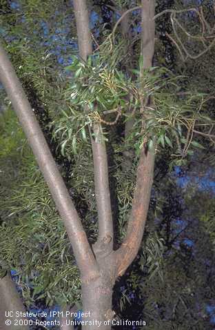 A Raywood ash limb with a reddish brown canker at the base (right) that was killed by drought stress in combination with a weak pathogen, <i>Botryosphaeria stevensii</i>. This disease complex is called Raywood ash canker and decline.