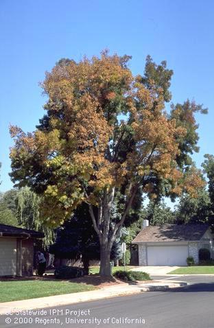 Brown dead leaves on limbs of Raywood ash limb that were killed by drought stress in combination with a weak pathogen, <i>Botryosphaeria stevensii</i>. This disease complex is called Raywood ash canker and decline.