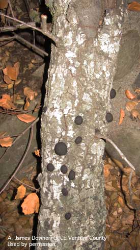 Fruiting bodies of the fungus <i>Annulohypoxylon</i> (=<i>Hypoxylon</i>)<i> thousarianum</i>, on Coast live oak, <i>Quercus agrifolia</i>.