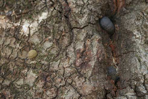 Annulohypoxylon thouarsianum fruiting bodies often are found on trees affected by sudden oak death.