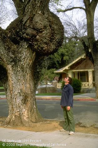 Steve Dreistadt inspects massive crown gall on trunk of elm tree.