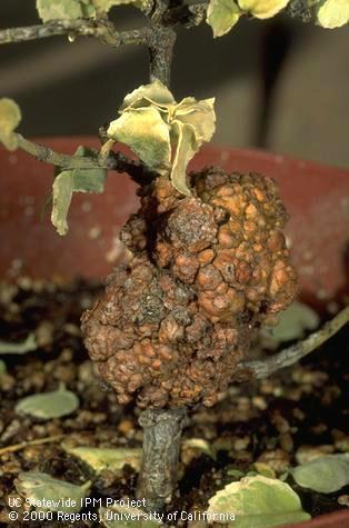 Crown gall causes distorted trunk growth on a dying Emerald gaiety plant.