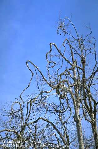 Sycamore limbs distorted by anthracnose infection.