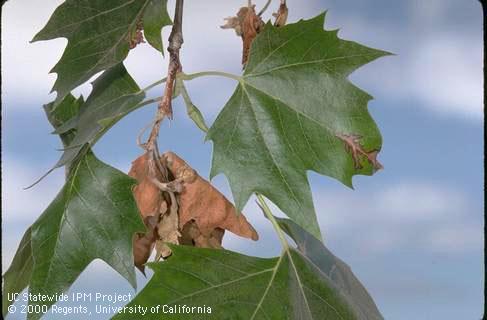 Shoot dieback and leaf necrosis from anthracnose, <i>Apiognomonia veneta =Discula platani,</i> fungus infecting sycamore.