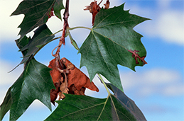 Sycamore leaf and shoot dieback