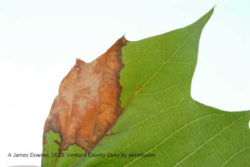 Anthracnose symptoms on a sycamore leaf.