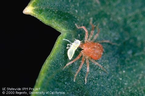 Adult predaceous mite.