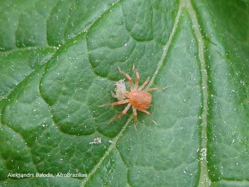 Anystis species feeding on a collembola.