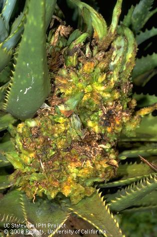 Severely distorted aloe leaves from feeding of aloe wart mite, <i>Aceria aloinis</i>, an Eriophyidae.