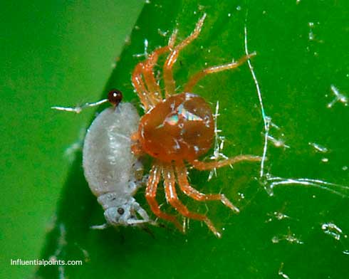 <i>Anystis baccarum</i> mite feeding on an aphid.