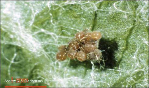 Eggs of a whirligig mite, <i>Anystis baccarum</i>.