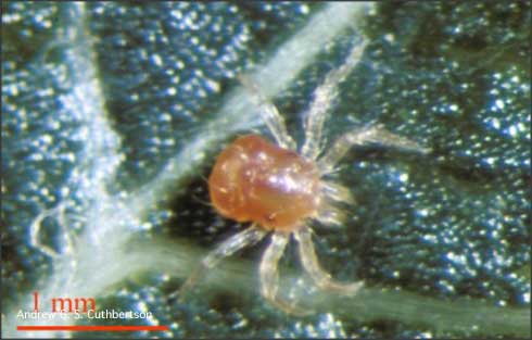 Larva of a whirligig mite, <i>Anystis baccarum</i>.