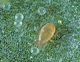 Adult predatory Neoseiulus californicus feeding on spider mite eggs.