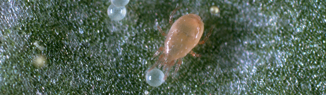 Adult predatory mite, <i>Neoseiulus (=Amblyseius) californicus,</i> feeding on the egg of a twospotted spider mite, <i>Tetranychus urticae.</i>