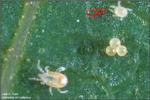 Adult (bottom left) and larva (upper right by pointer) of Neoseiulus californicus. Nearby are spider mite eggs.