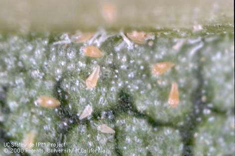 Adult peach silver mites, <i>Aculus cornutus</i>, Eriophyidae.