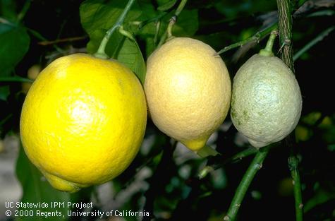 Crop damaged by peach silver mite.